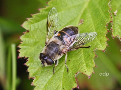 Eristalis tenax, hoverfly, female, Alan Prowse